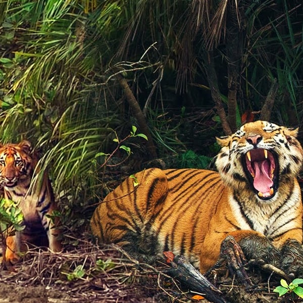 SUNDERBANS JUNGLE CAMP.jpg